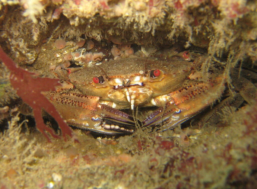 Salicoque Maree (@salicoque) - Crevettes grises, Saint-Jacques de Normandie, Bulots