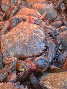 Salicoque Maree (@salicoque) - Crevettes grises, Saint-Jacques de Normandie, Bulots