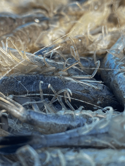 Salicoque Maree (@salicoque) - Crevettes grises, Saint-Jacques de Normandie, Bulots