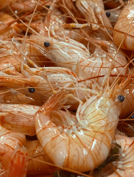 Salicoque Maree (@salicoque) - Crevettes grises, Saint-Jacques de Normandie, Bulots