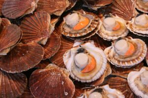 Salicoque Maree (@salicoque) - Crevettes grises, Saint-Jacques de Normandie, Bulots