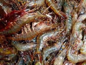 Salicoque Maree (@salicoque) - Crevettes grises, Saint-Jacques de Normandie, Bulots