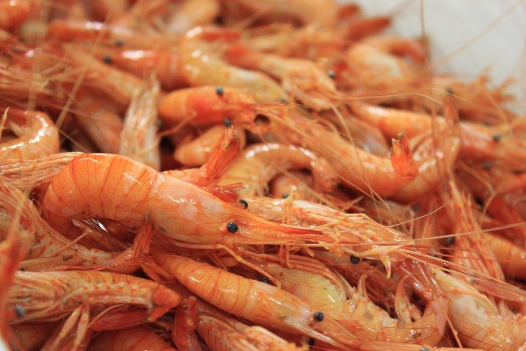 Salicoque Maree (@salicoque) - Crevettes grises, Saint-Jacques de Normandie, Bulots